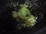 Organism Space Marine biology